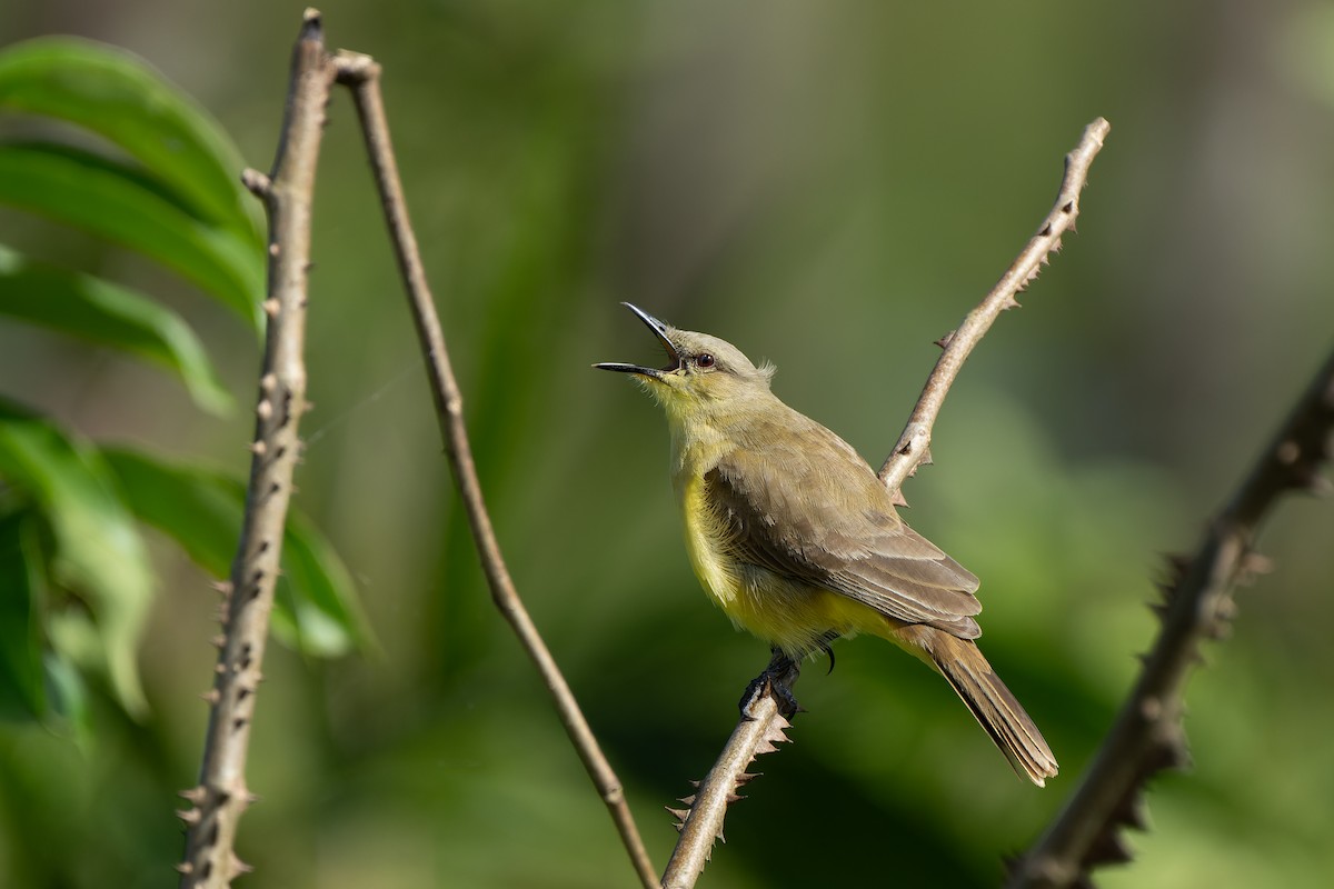 Cattle Tyrant - ML644393920