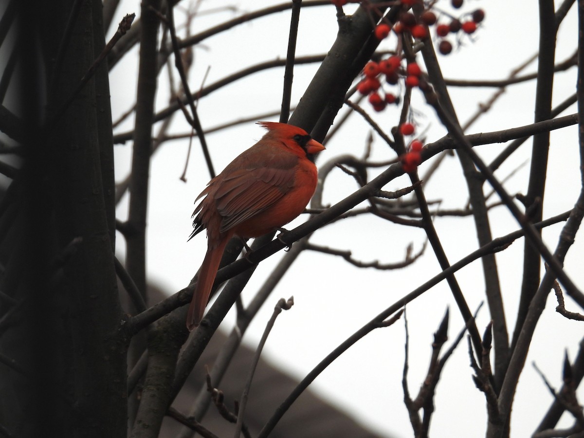 Northern Cardinal - ML644393924