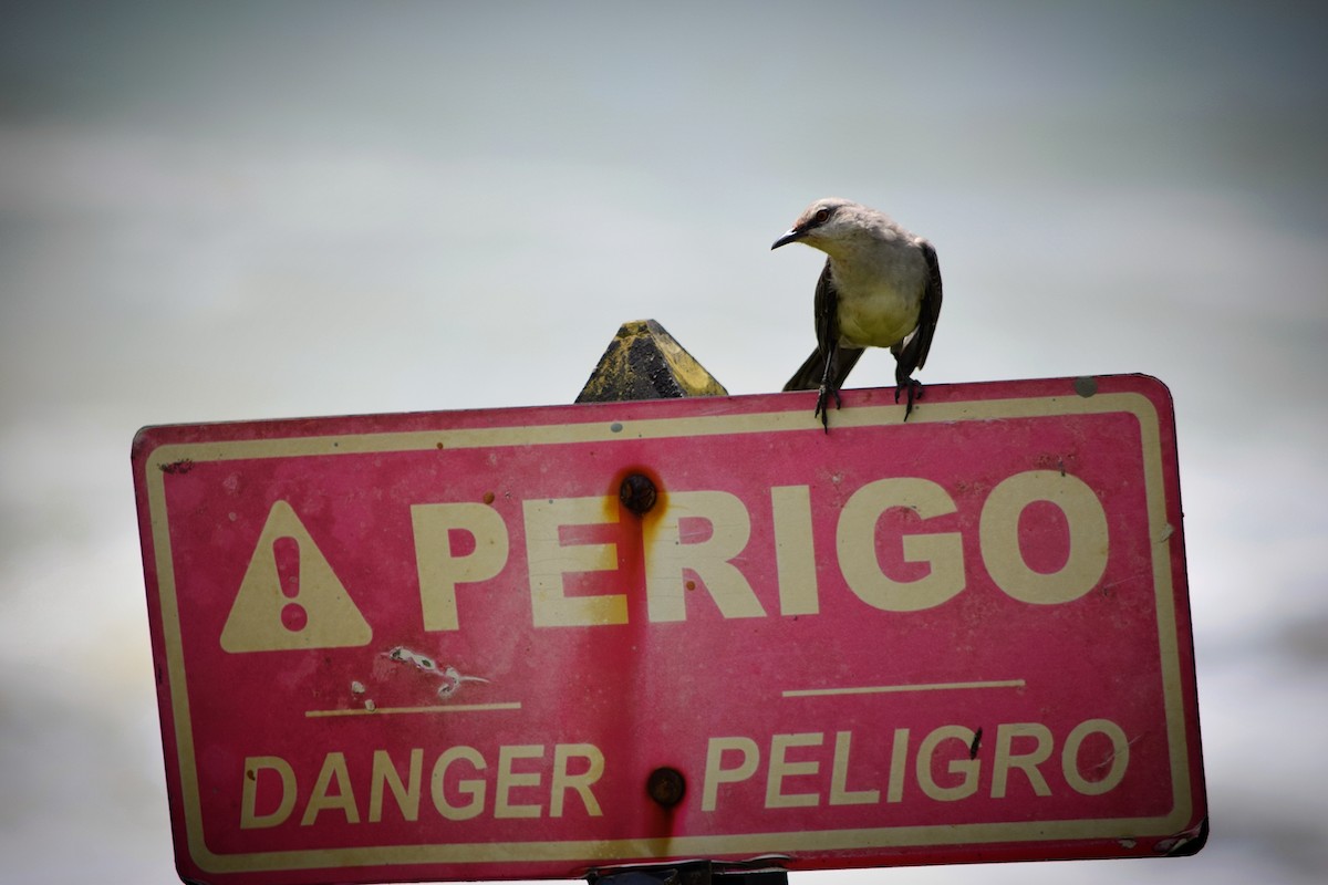 Moqueur des savanes - ML644393936