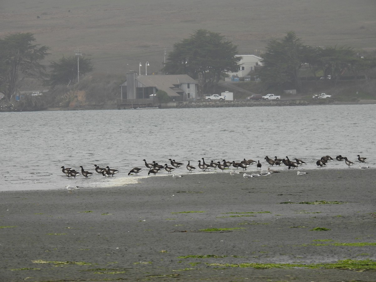 Brant (Black) - ML644393943