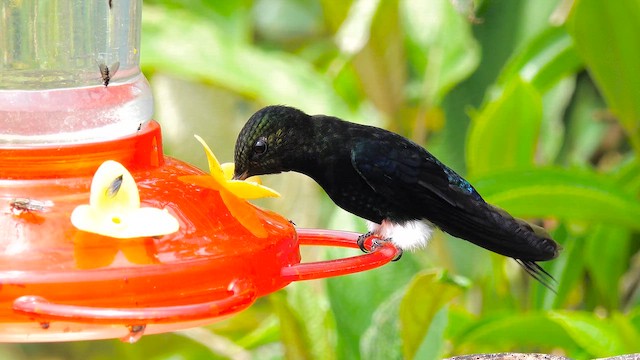 papučka černá - ML644393950