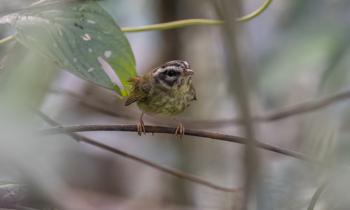 Yungas Warbler - ML644393959