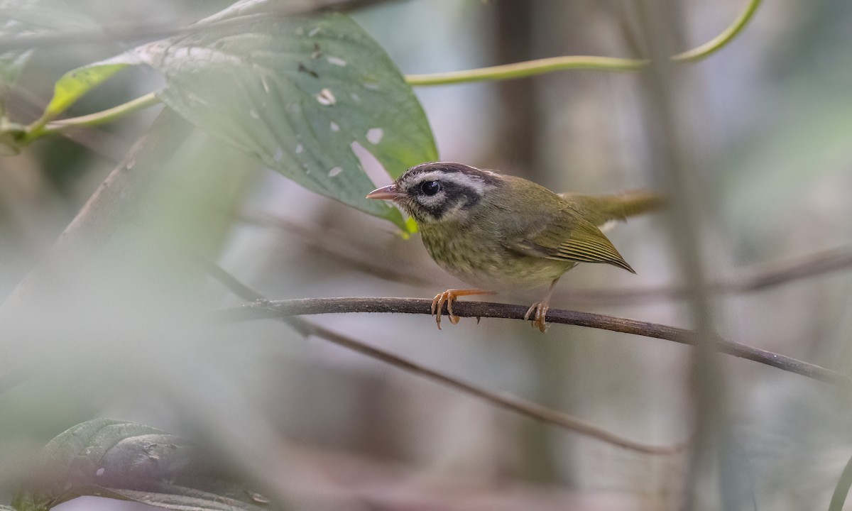 Yungas Warbler - ML644393960