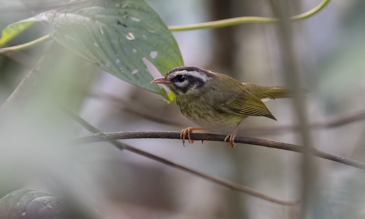 Yungas Warbler - ML644393961