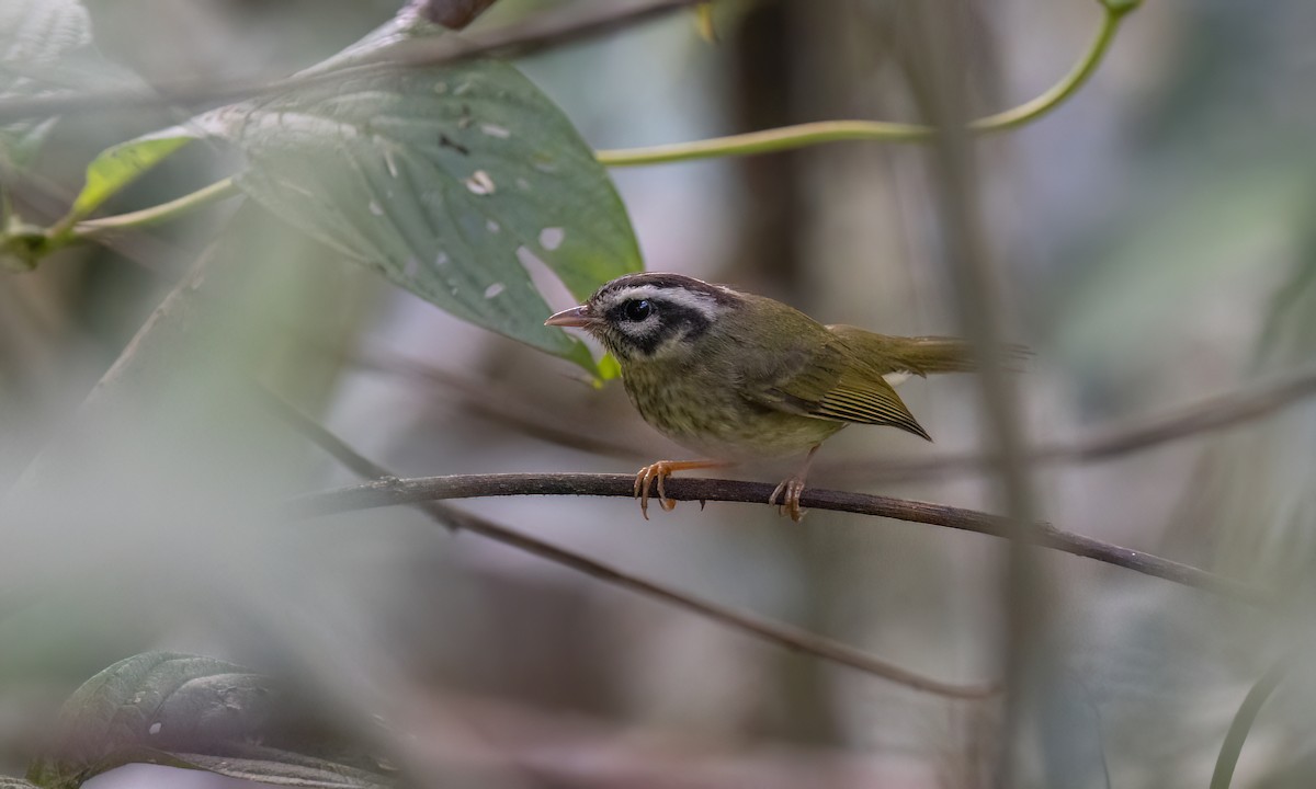 Yungas Warbler - ML644393962