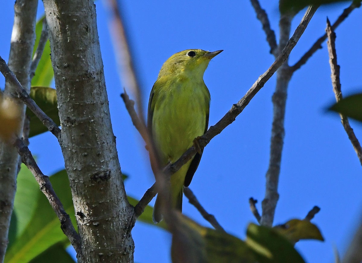 Northern Yellow Warbler - ML644393969