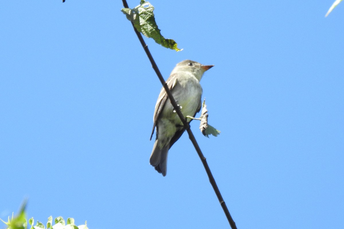 Eastern Wood-Pewee - ML644393972