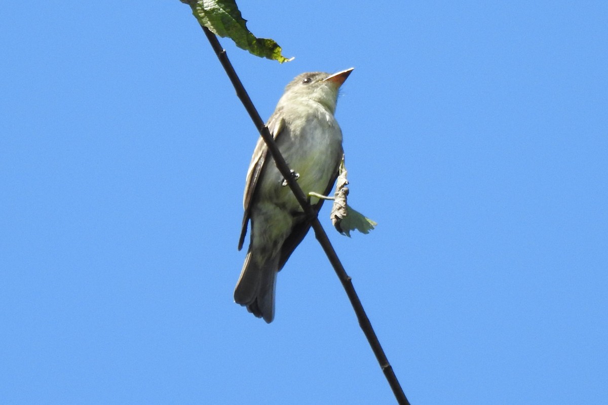 Eastern Wood-Pewee - ML644393973