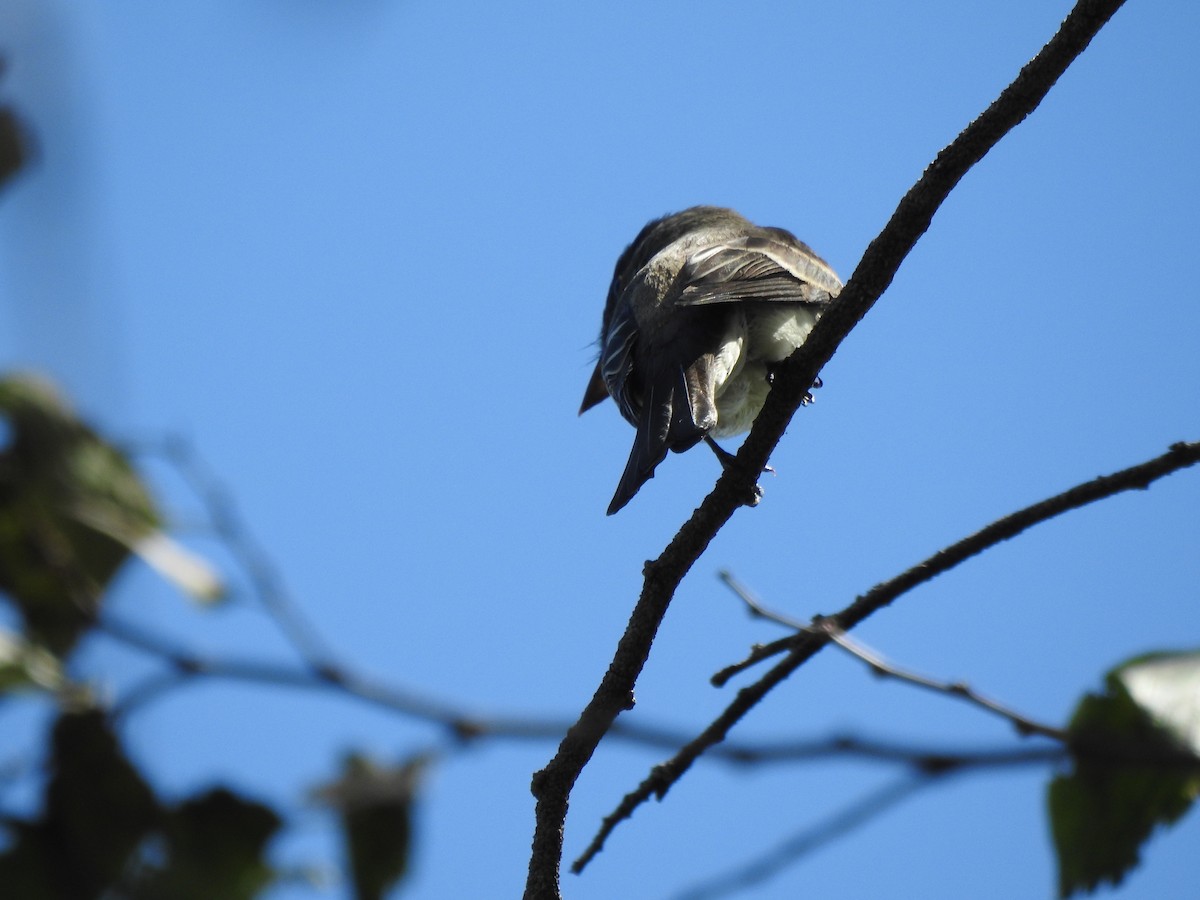 Eastern Wood-Pewee - ML644393974