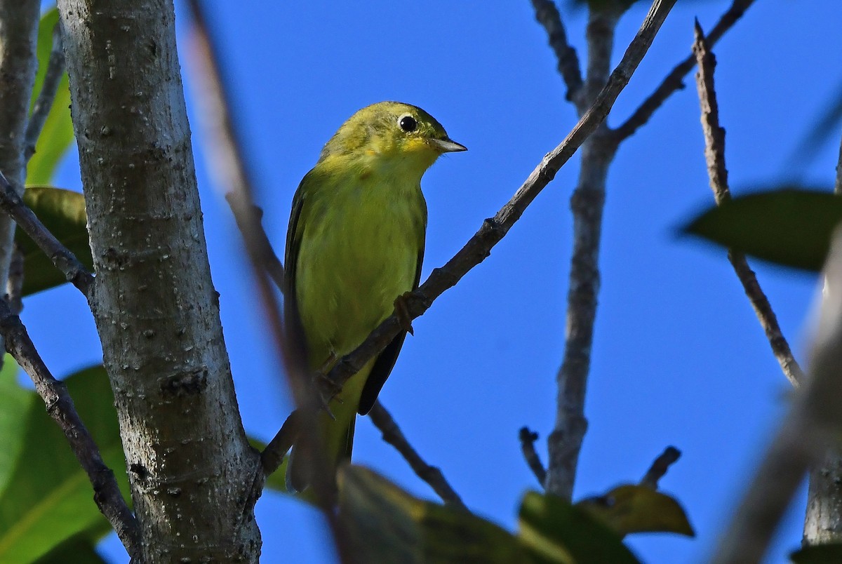 Northern Yellow Warbler - ML644393976