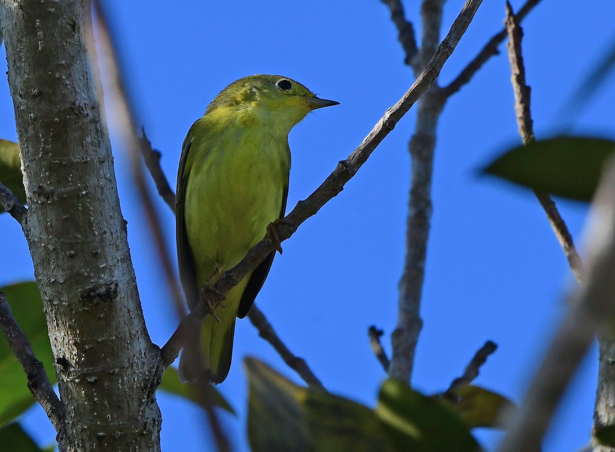 Northern Yellow Warbler - ML644393979