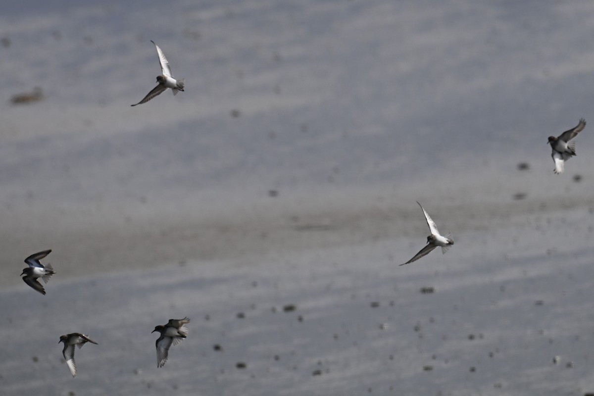 Correlimos sp. - ML644393982