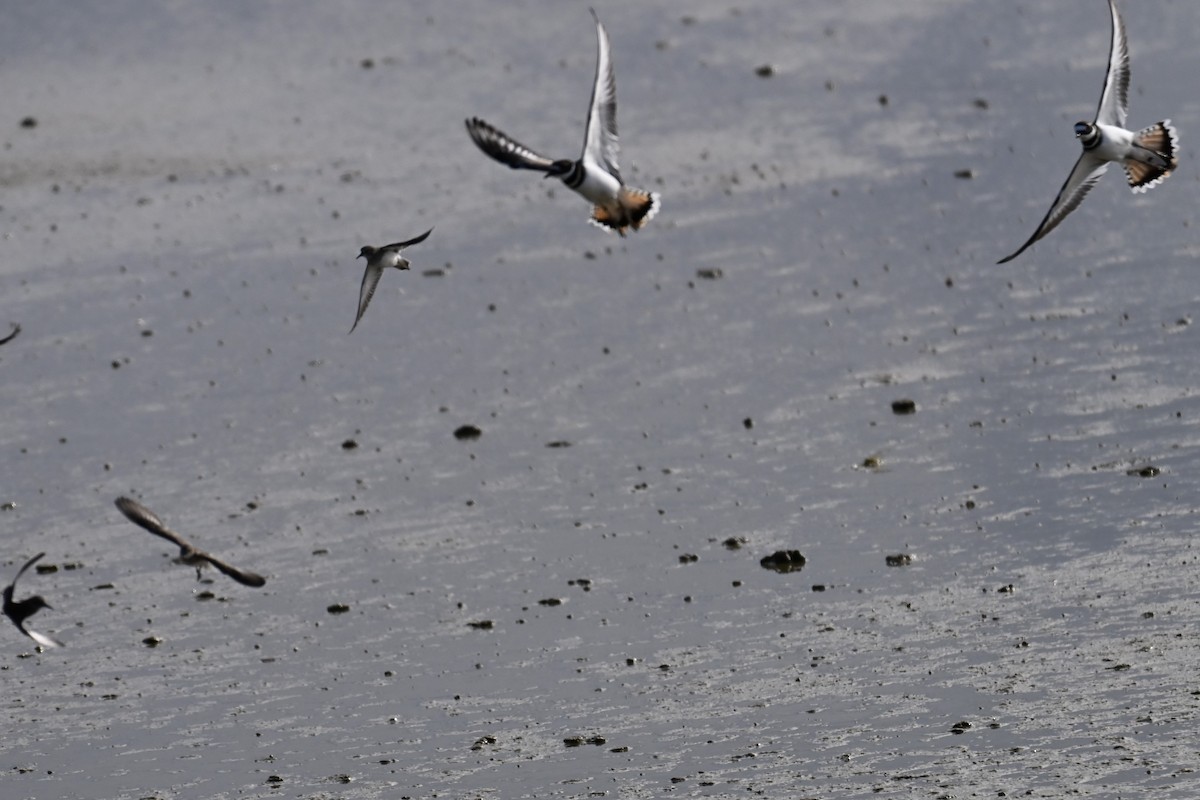 Correlimos sp. - ML644393983