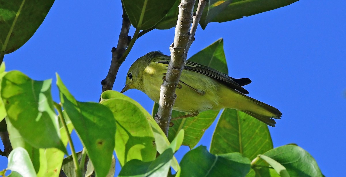 Northern Yellow Warbler - ML644393985
