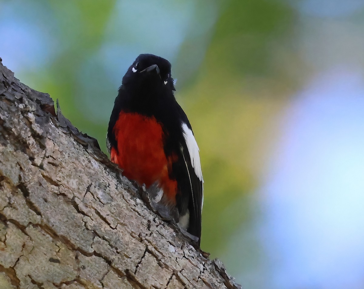 hvitvingehvitstjert - ML644393986