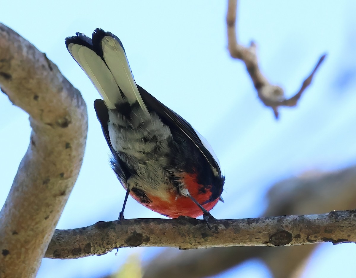 hvitvingehvitstjert - ML644393987