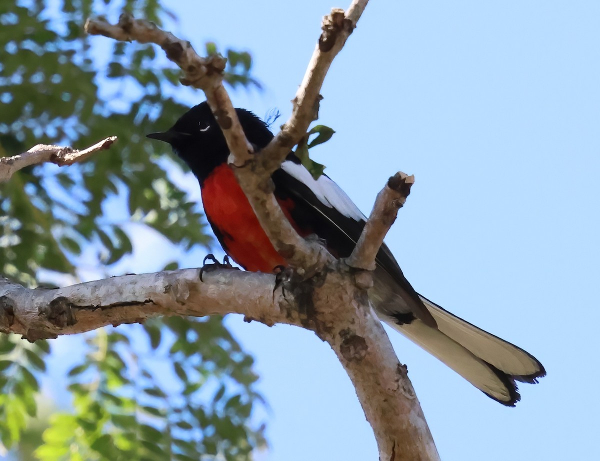 hvitvingehvitstjert - ML644393988