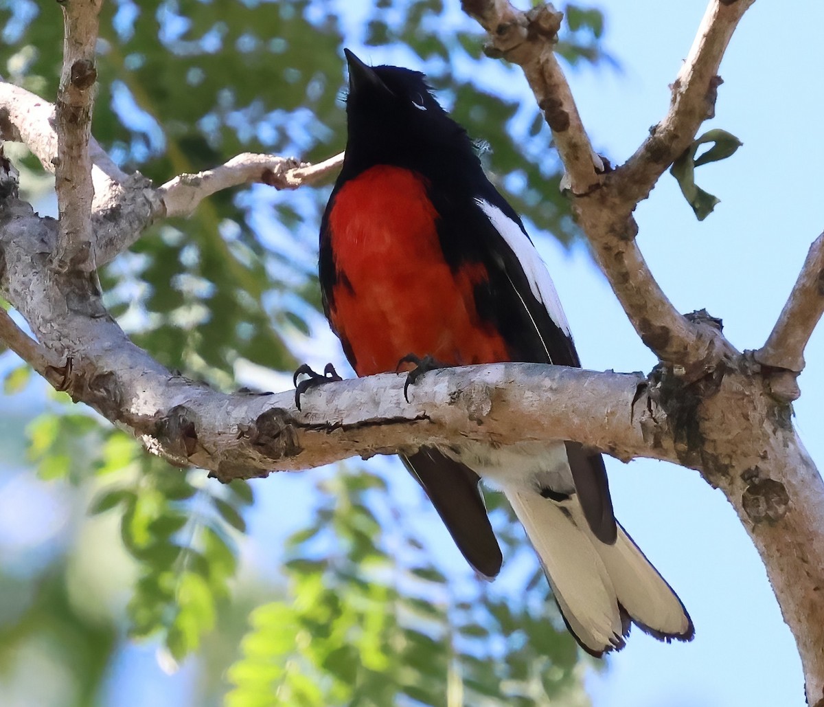 hvitvingehvitstjert - ML644393989