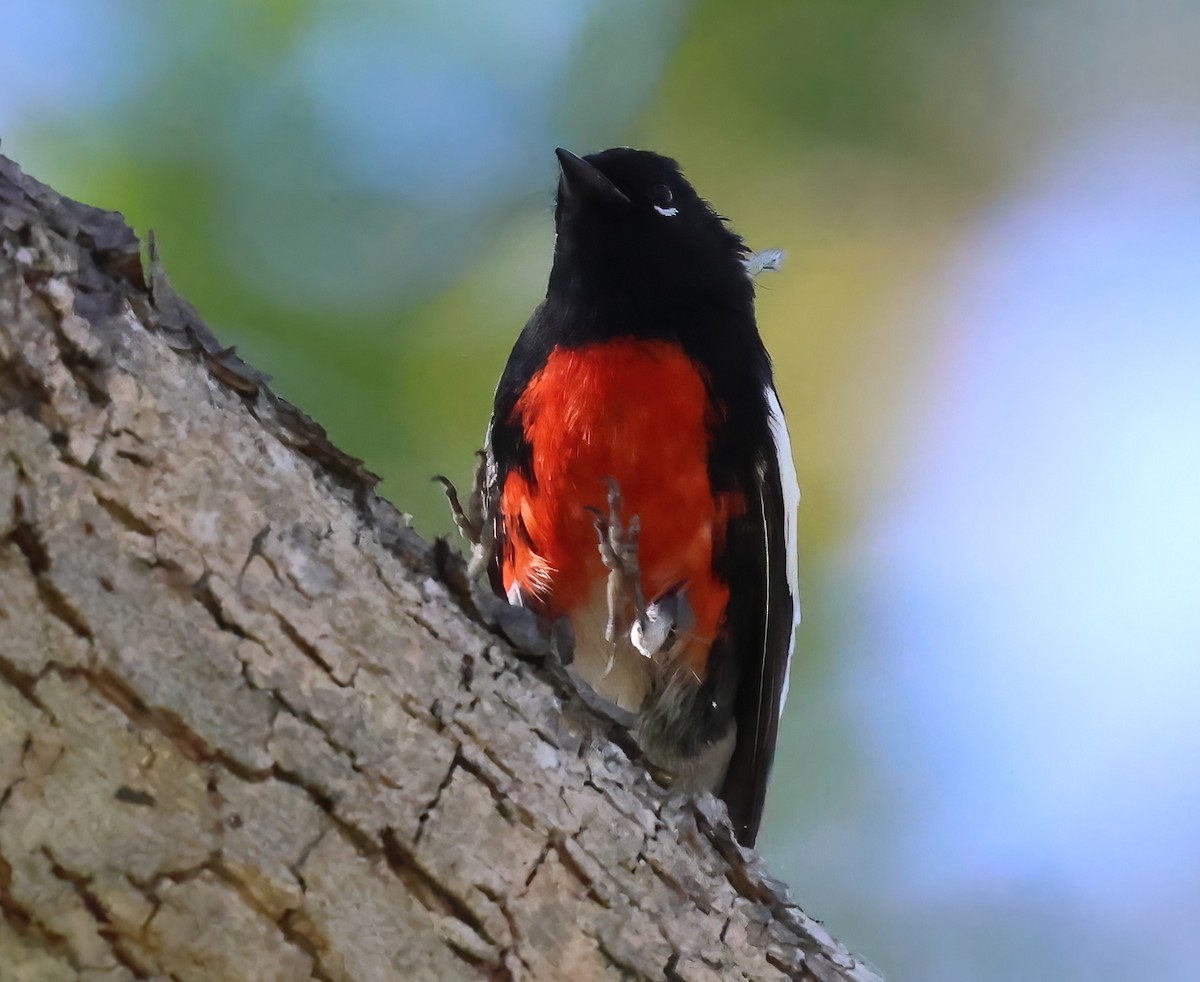 hvitvingehvitstjert - ML644393990