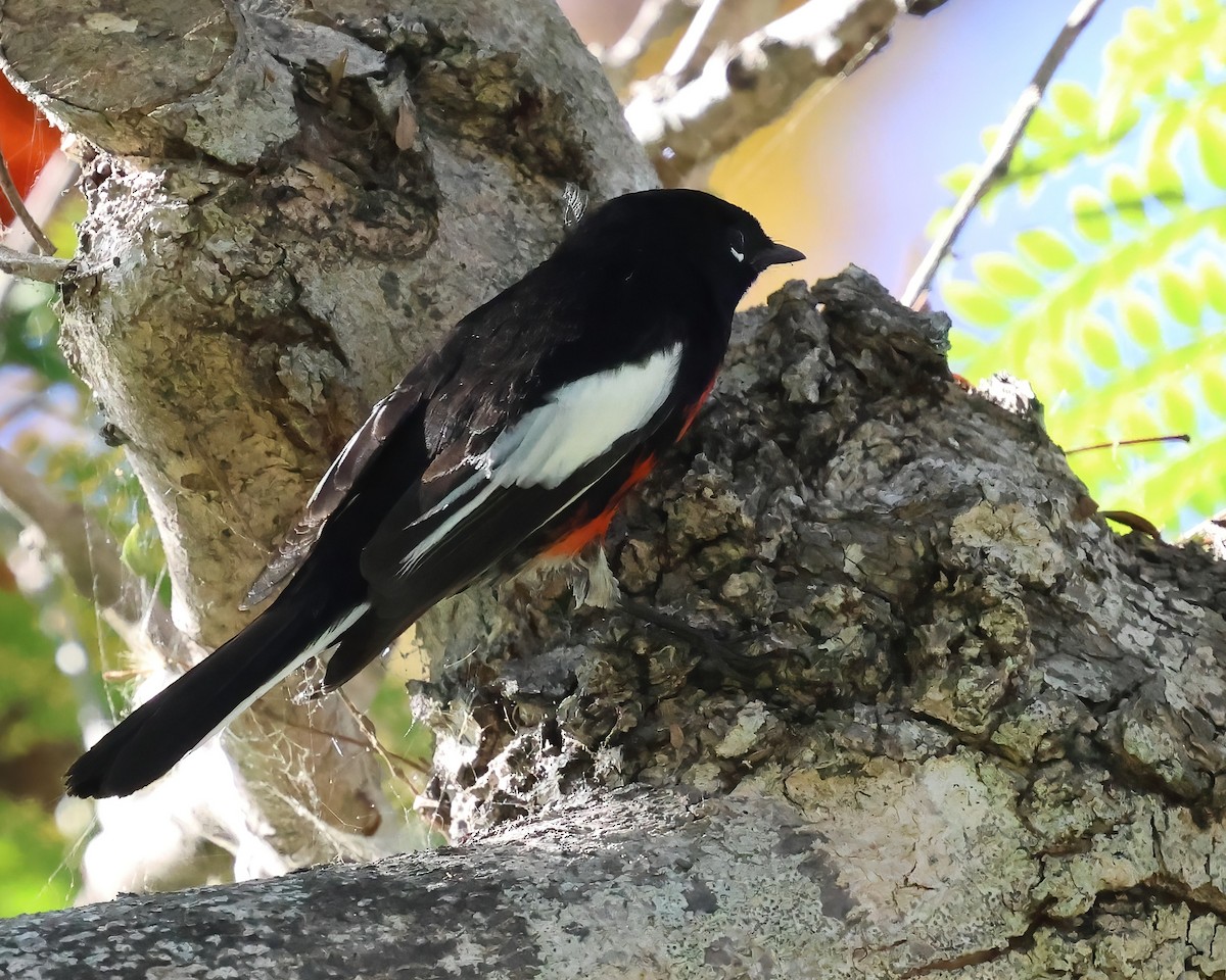 hvitvingehvitstjert - ML644393991