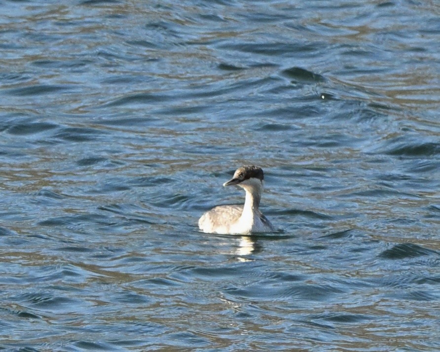 Ухаа шунгуур - ML644393994