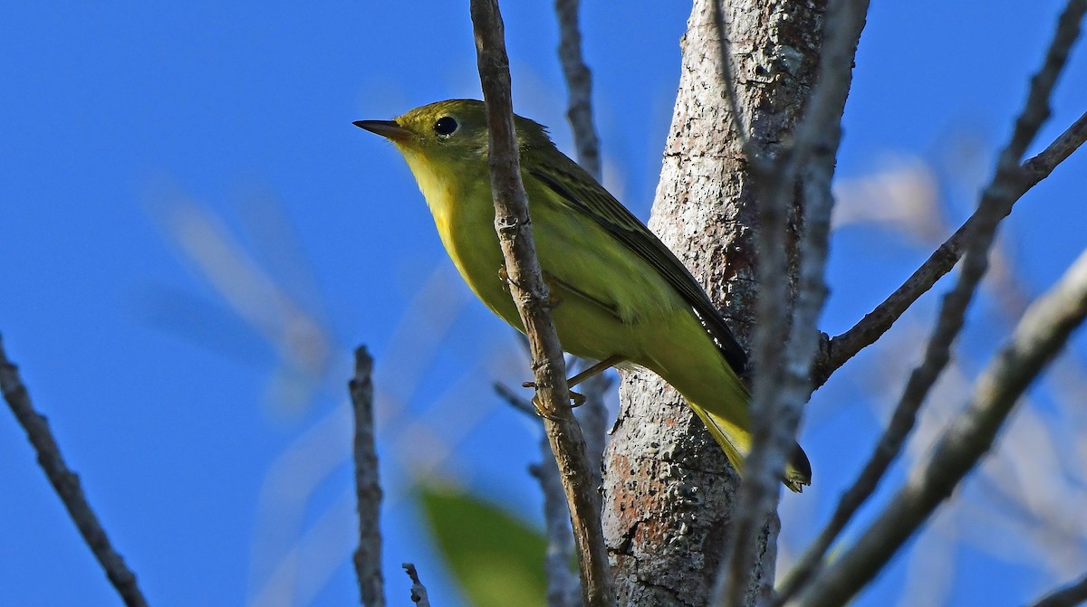 Northern Yellow Warbler - ML644393995