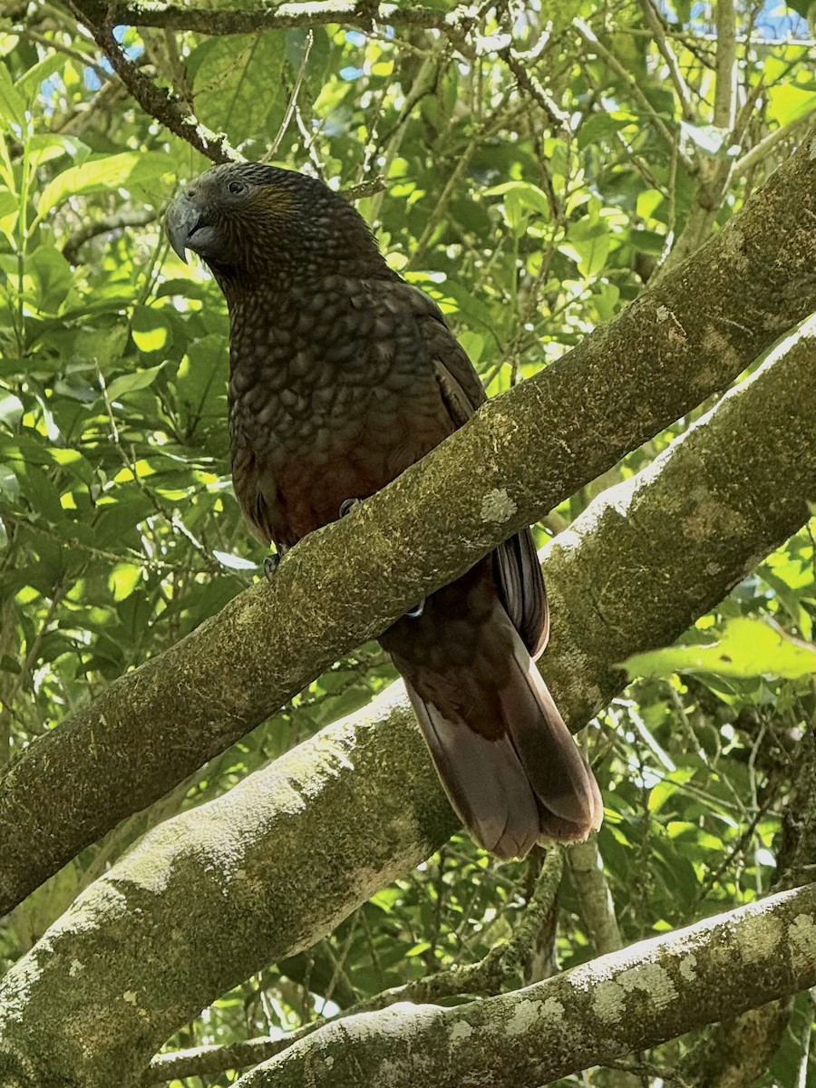 New Zealand Kaka - ML644393997