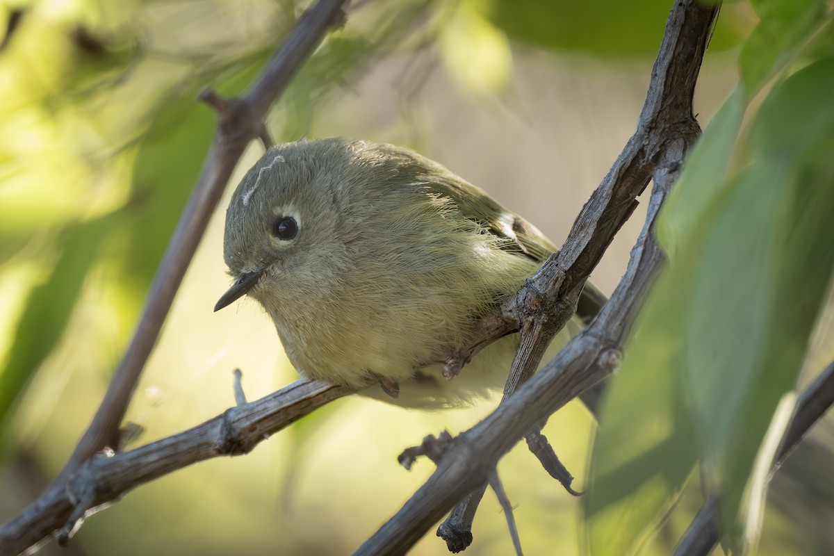 rubinfuglekonge - ML644394035