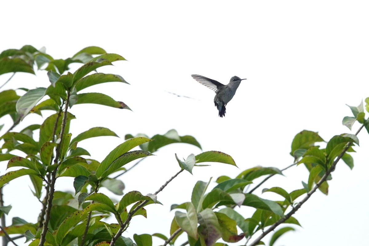 Colibrí Zumbadorcito - ML644394038