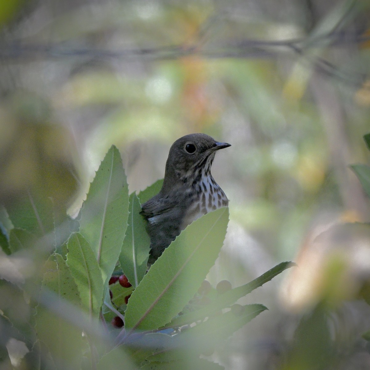Hermit Thrush - ML644394042
