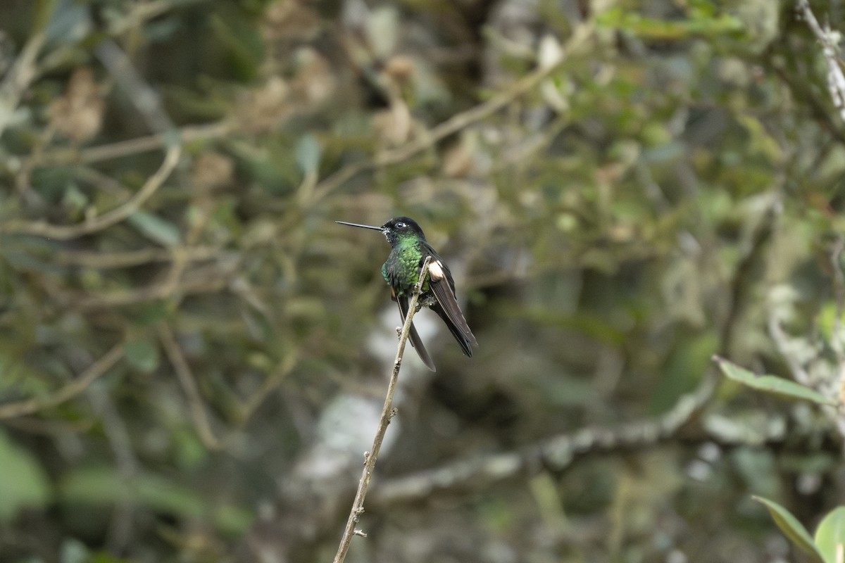Buff-winged Starfrontlet - ML644394053