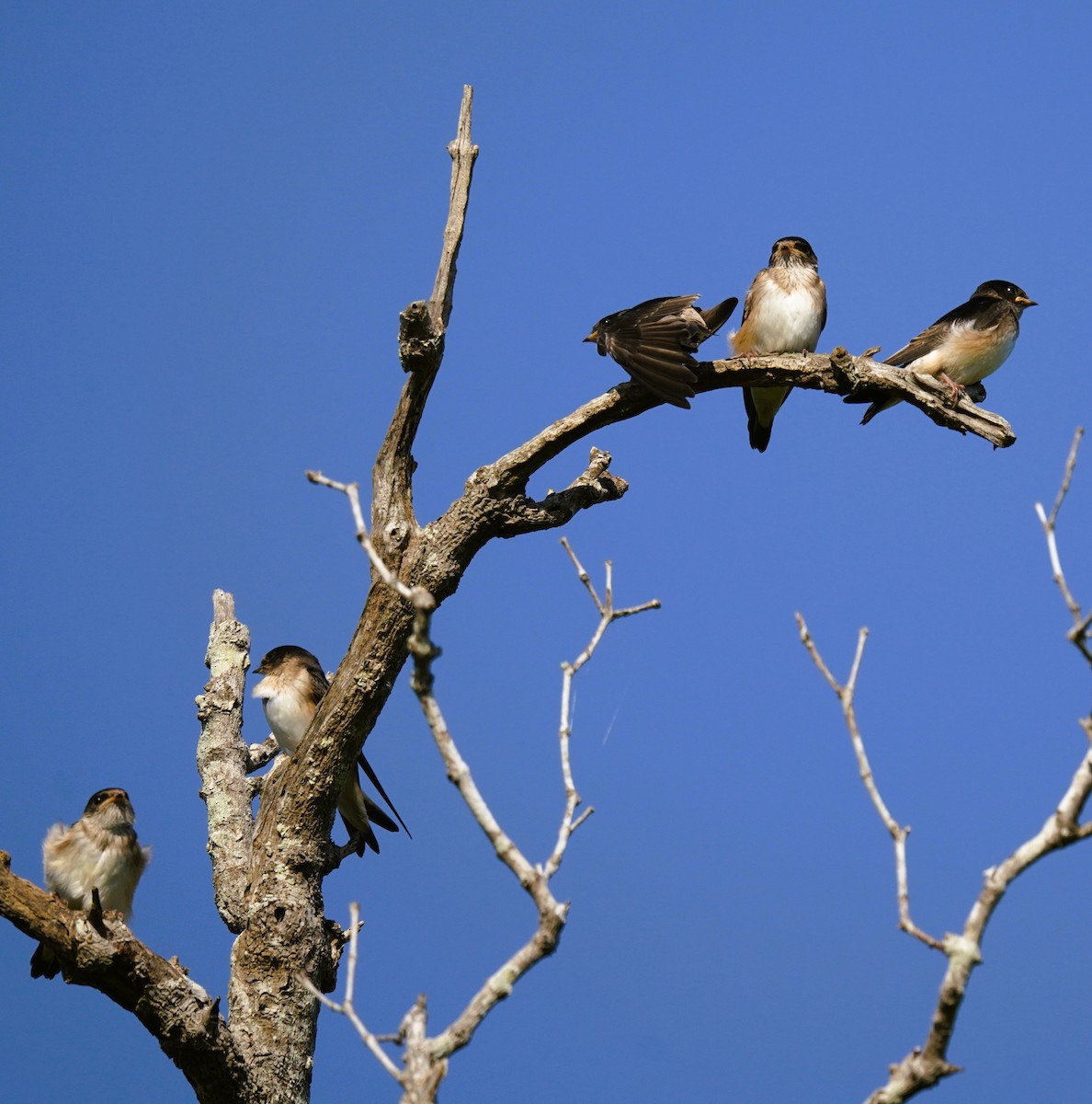 Tree Martin - ML644394056