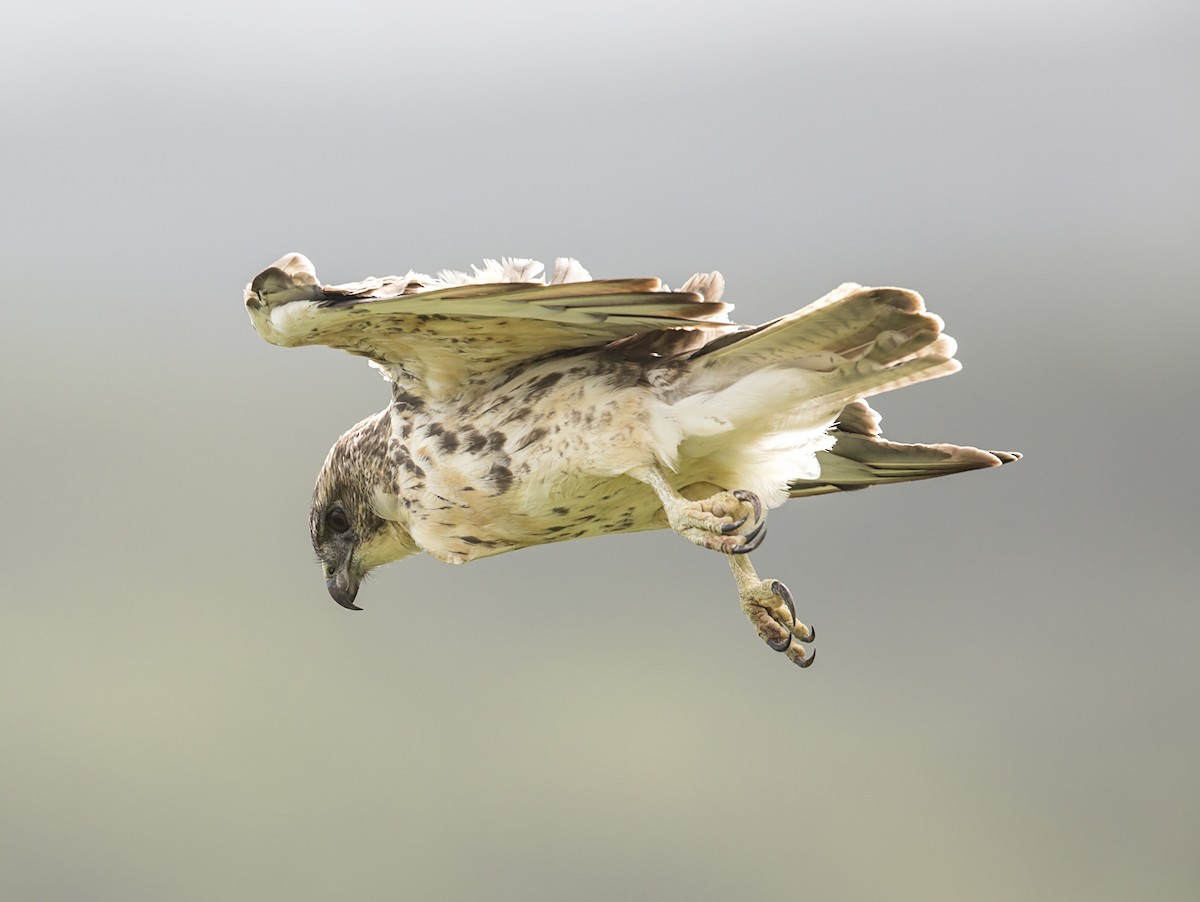 káně havajská - ML644394064