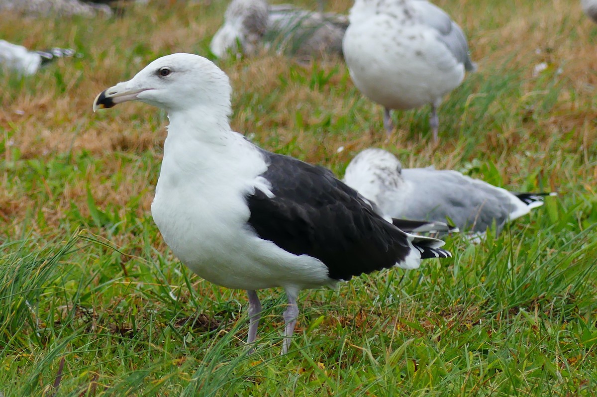 Great Black-backed Gull - ML644394065