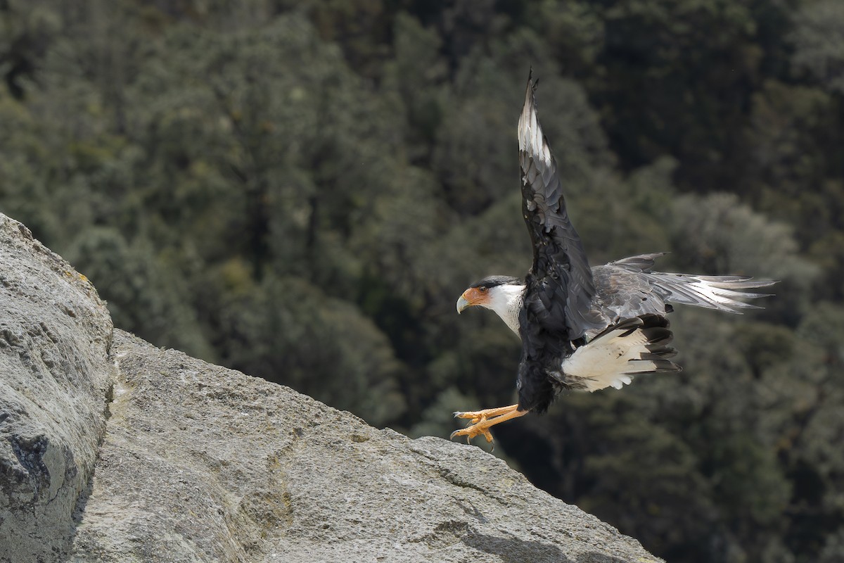 Crested Caracara - ML644394066