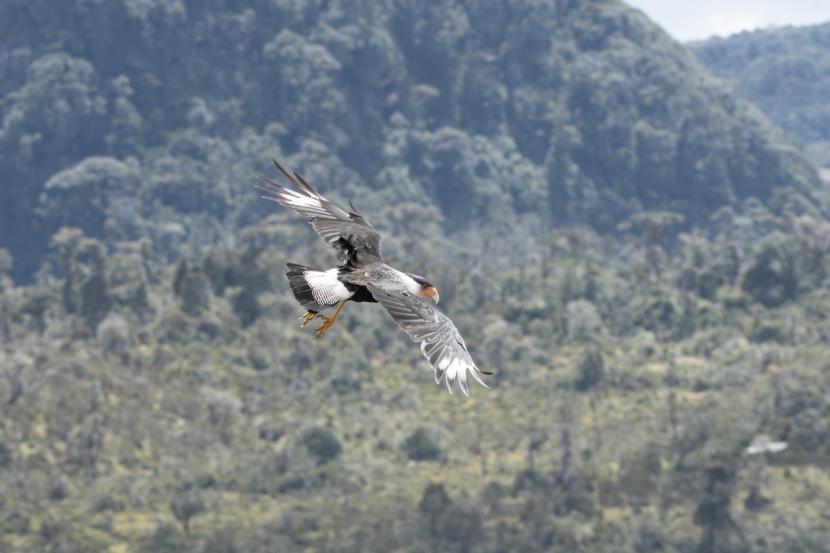 Crested Caracara - ML644394067