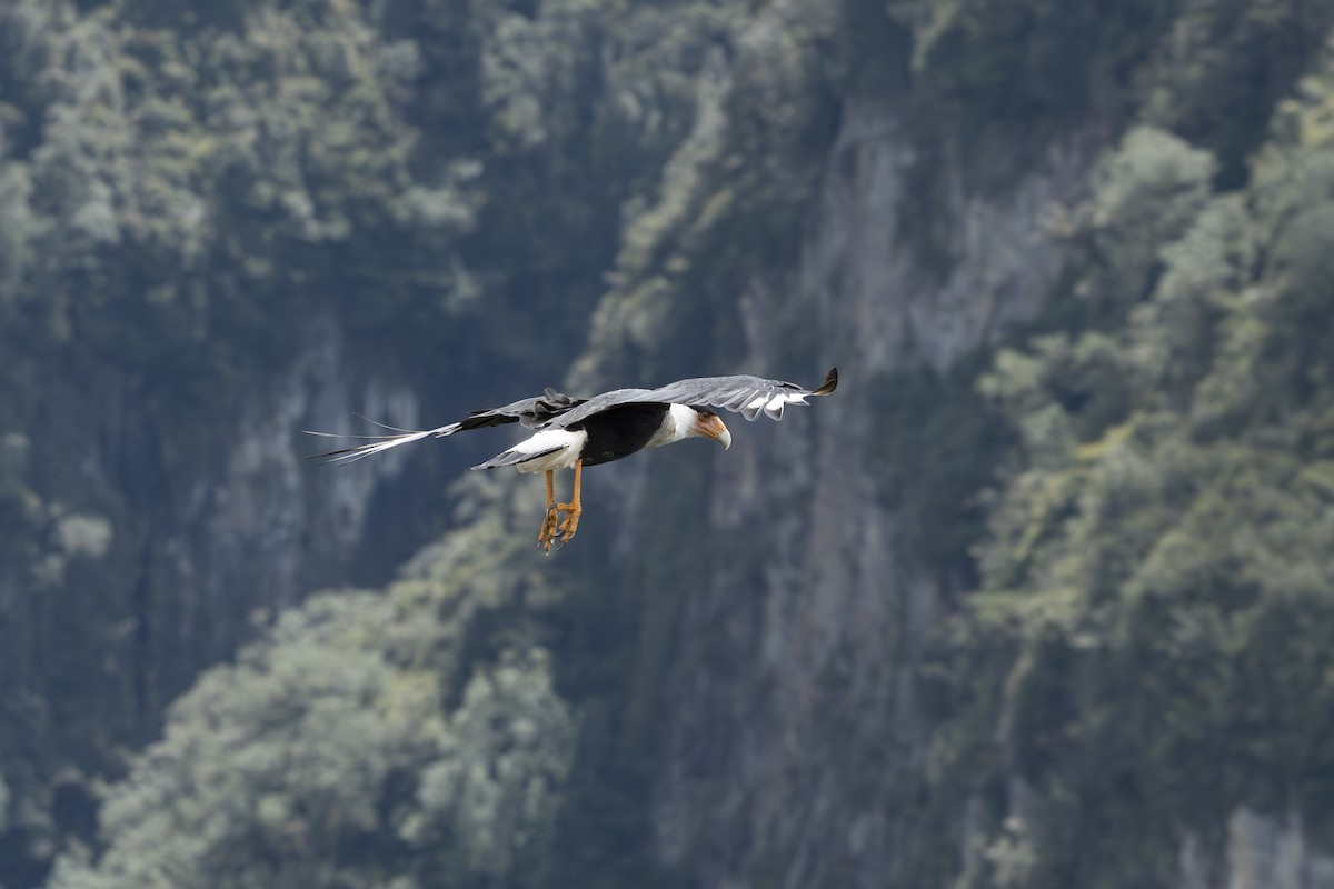 Crested Caracara - ML644394068