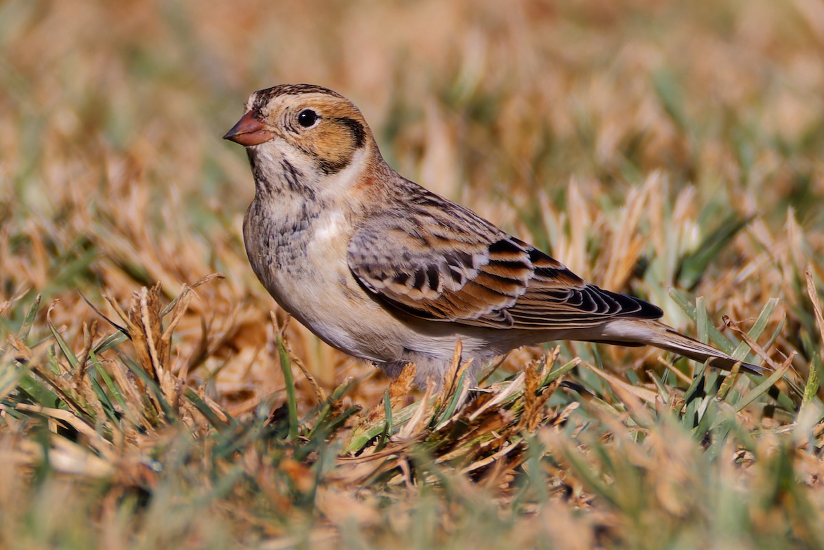 lappspurv - ML644394075