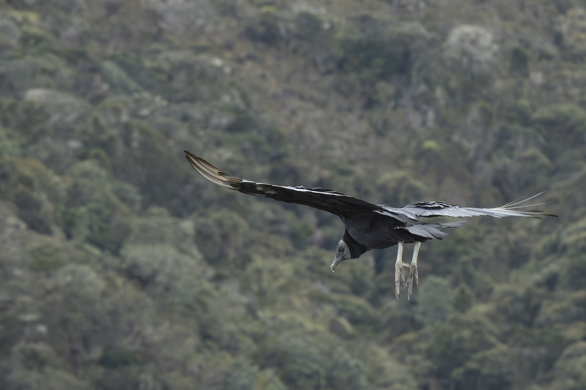 Black Vulture - ML644394078