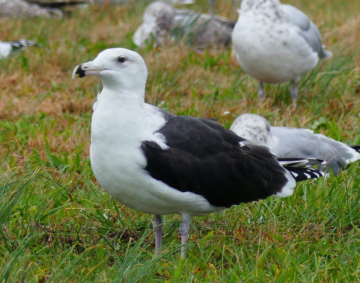 Great Black-backed Gull - ML644394079