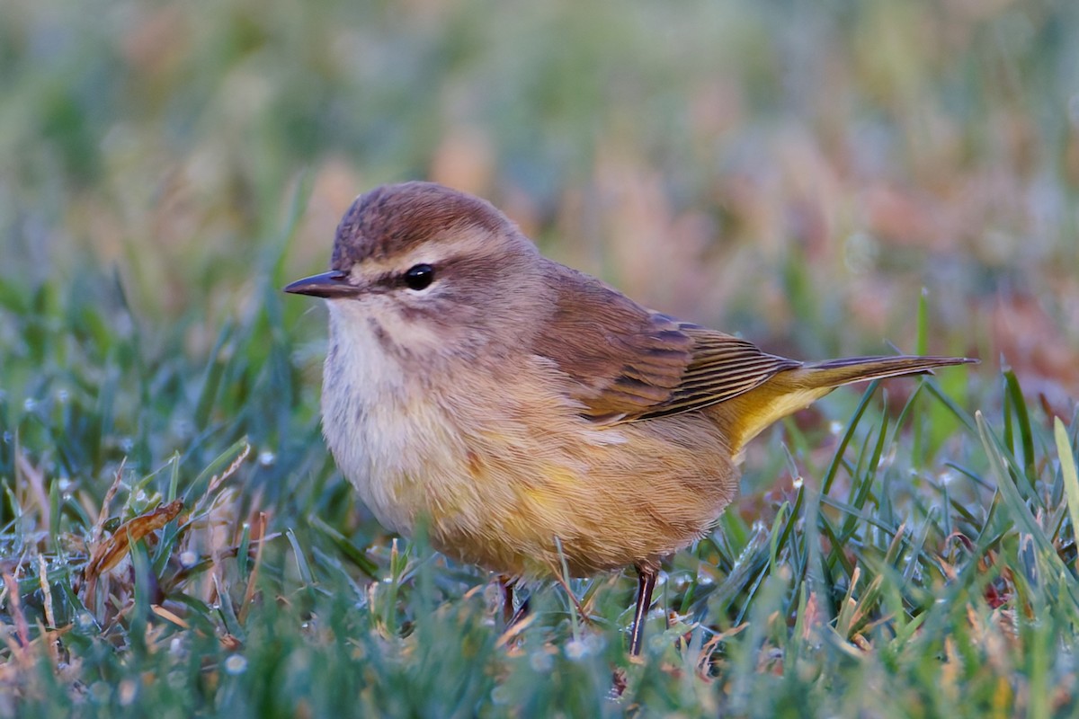 myrparula - ML644394081