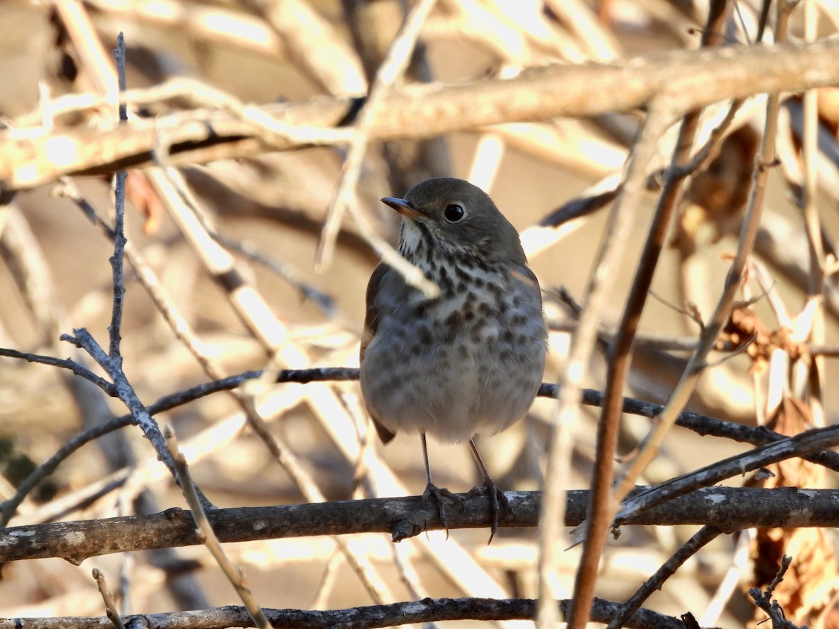 Hermit Thrush - ML644394084