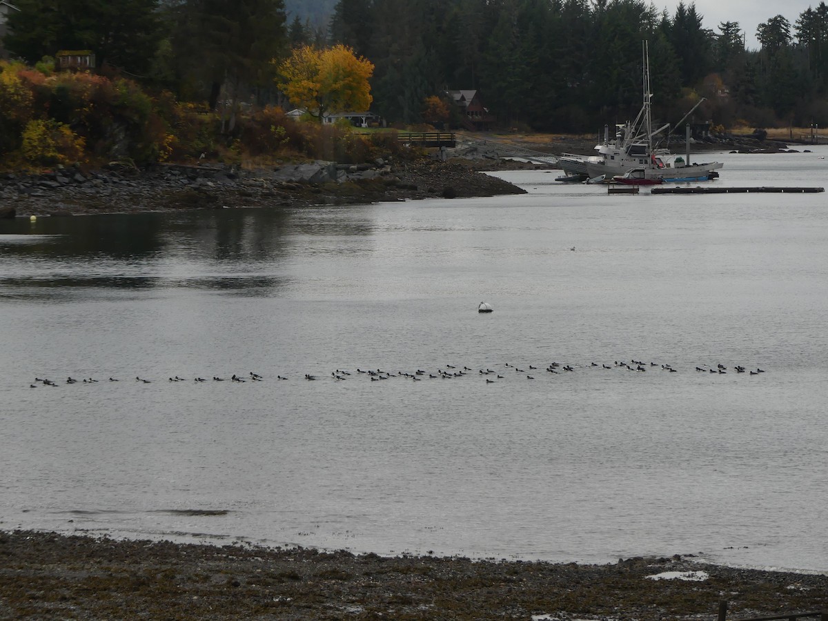 hohol islandský - ML644394085