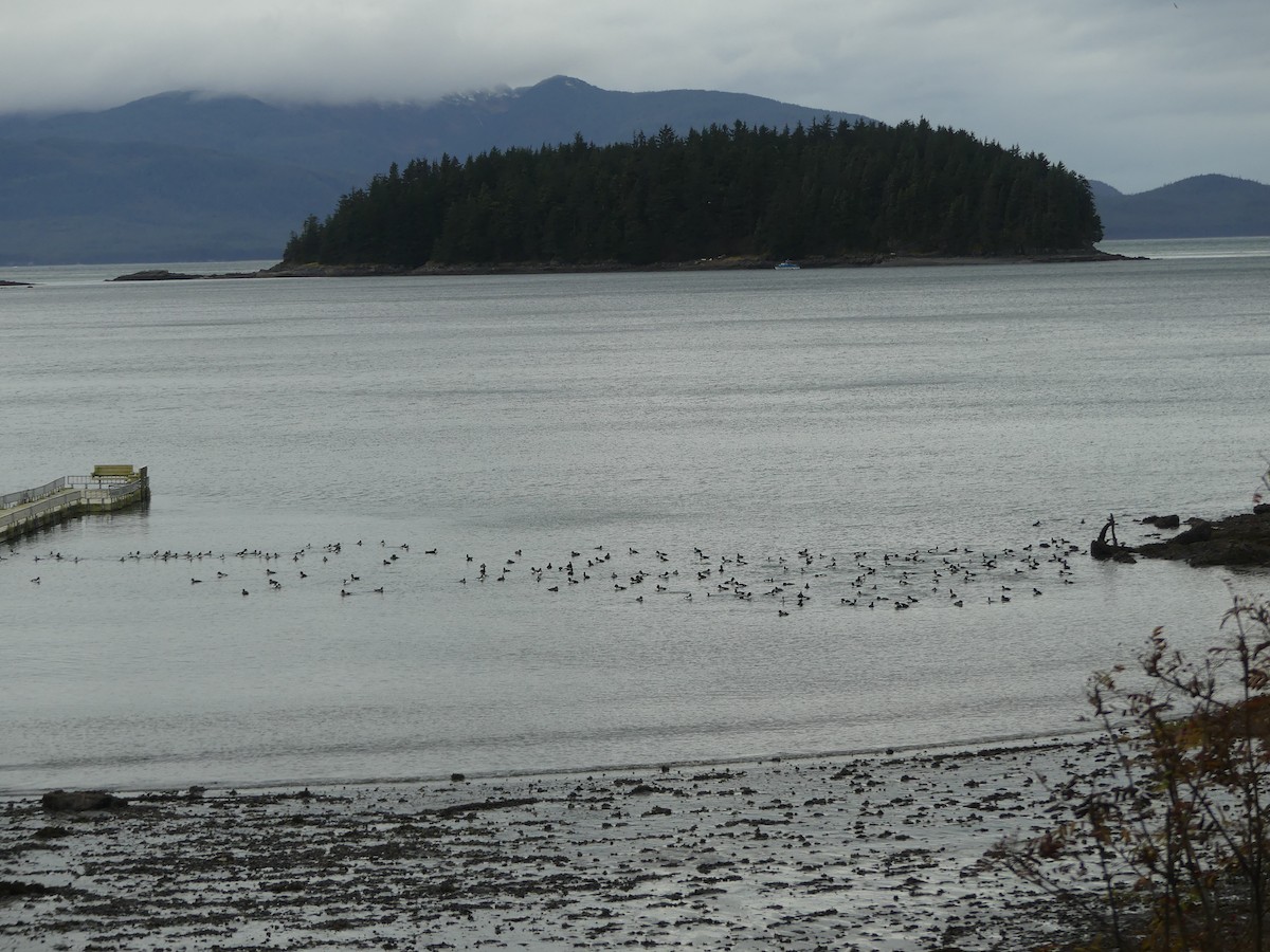 hohol islandský - ML644394086