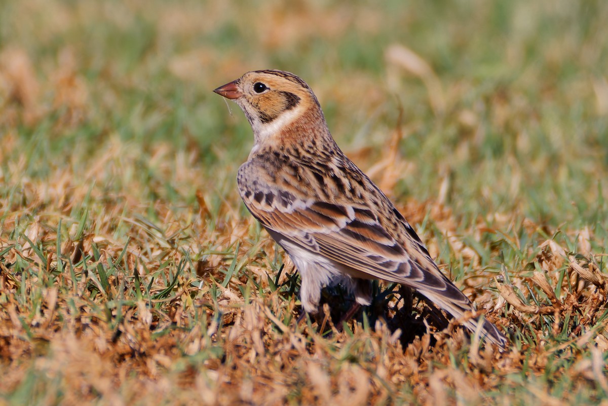 lappspurv - ML644394087