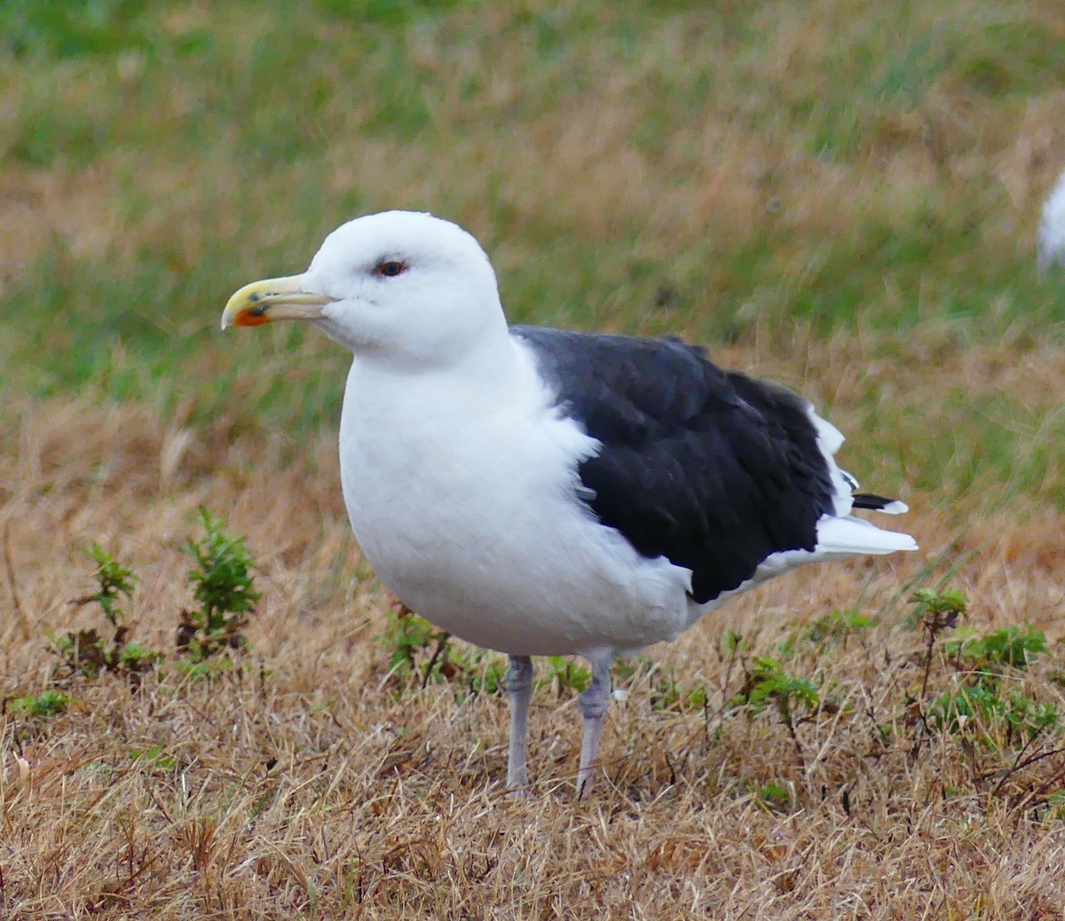 Great Black-backed Gull - ML644394089