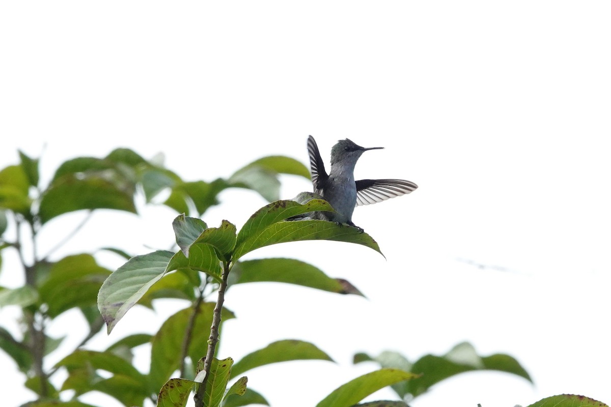 Colibrí Zumbadorcito - ML644394090