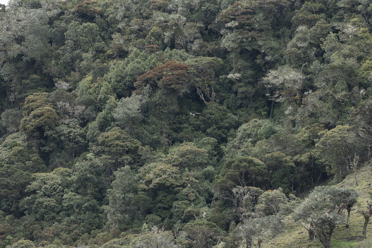 Andean Condor - ML644394091