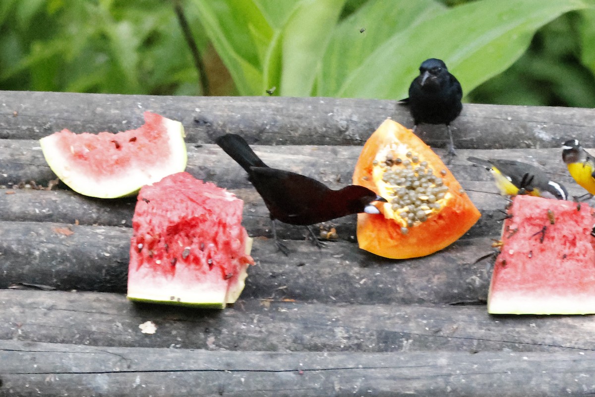 Silver-beaked Tanager - ML644394093