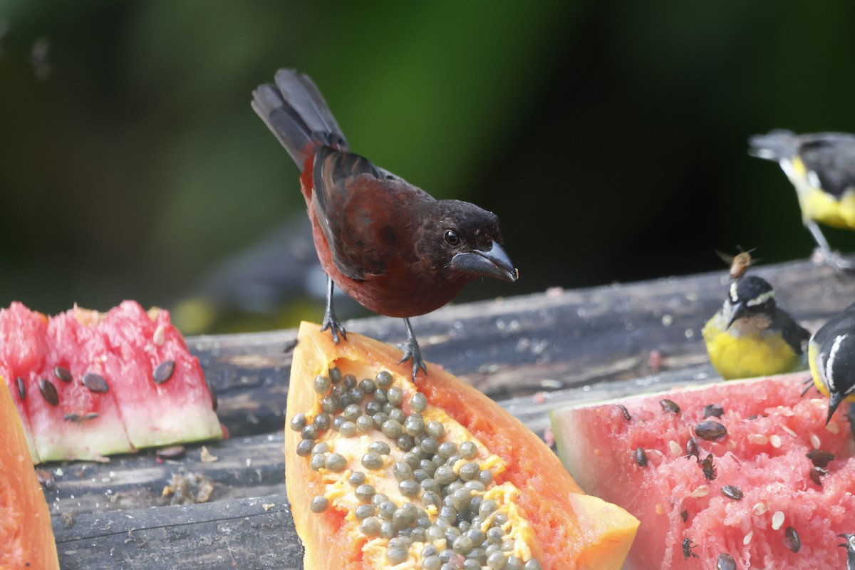 Silver-beaked Tanager - ML644394094